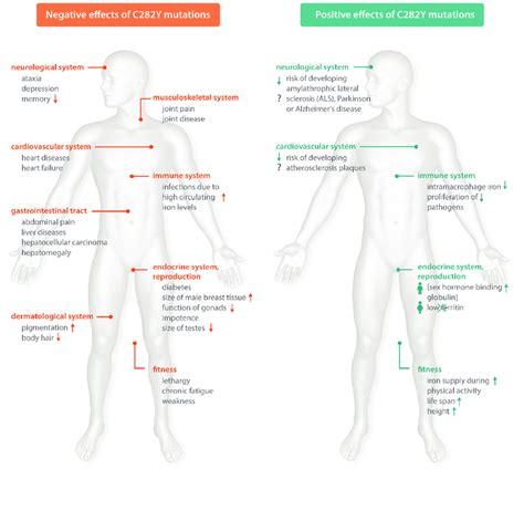 Each person's symptoms may vary. The positive and negative effects of HFE mutations. Hereditary... | Download Scientific Diagram
