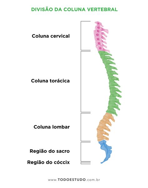 A Coluna Cervical é Composta Por 7 Ossos Empilhados