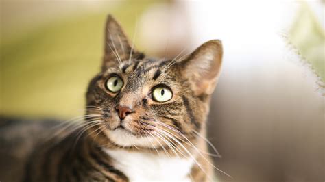 The eyelids can become irritated and itchy, and appear greasy and crusted with scales that cling to the lashes. Hypertension in Cats | Vets4Pets