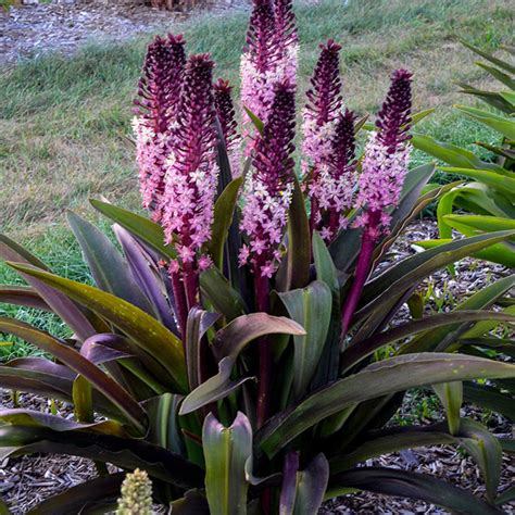 Safari Adventure Pineapple Lily Draws Attention With Its Purple Ombre