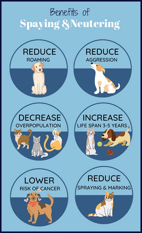 Top 9 Reasons To Spay Or Neuter Your Pet
