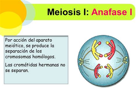 Resultado De Imagen Para La Meiosis Anafase 1 La Meiosis Ciclo