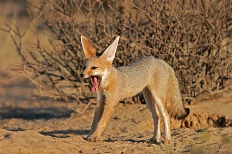 Cape Fox Stock Photos Pictures And Royalty Free Images Istock