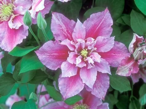 Pink flowers all summer long. Clematis Piilu | Clematis, Clematis flower, Clematis vine