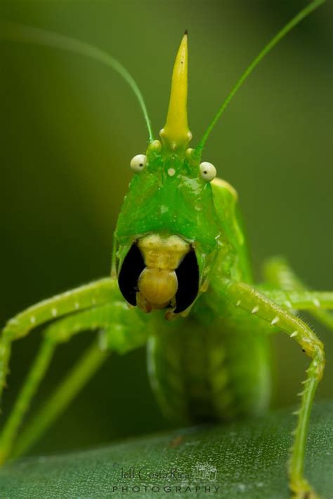 Horned Katydid Bugs And Insects Weird Animals A Bugs Life