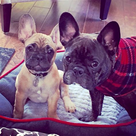 French Bulldogs Cute Dogs And Puppies French Bulldog French Bulldog
