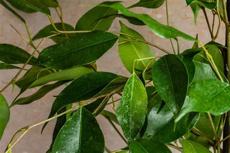 Weeping Fig Ficus Plant Care And Growing Guide
