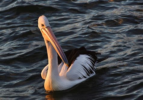 Pelican In The Sunset Pelicans As A Whole Are Big Birds W Flickr