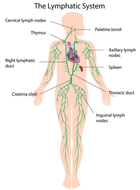 The Lymphatic System A Quick Guide Woolpit Complementary