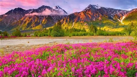 Snow Covered Fog Mountains And Closeup View Of Pink Flower Plants Hd