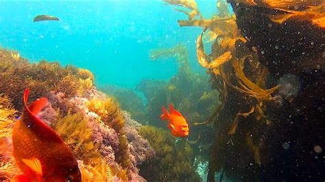 Laguna Beach Snorkeling 2014 To 2015 Youtube