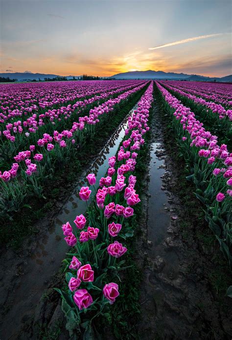 Skagit Valley Tulips 2015 Best Images North Western Images Photos