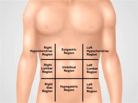 Abdominal Exam I Anatomy Topography And Auscultation Physical Examinations II JoVe