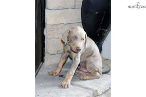 Cerberus Doberman Pinscher Puppy For Sale Near Tri Cities Tennessee