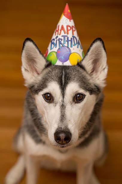 Royalty Free Siberian Husky Happy Birthday Pictures Images And Stock