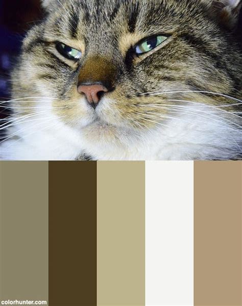 Harry The Cat! Color Scheme from colorhunter.com | Color harmony, Color