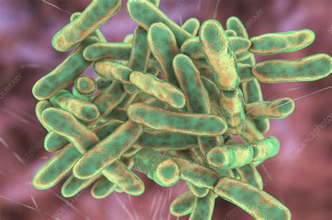 Bifidobacterium Bacteria Illustration Stock Image F0307431