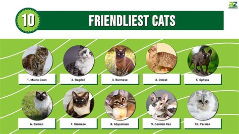 Top 10 Friendliest Cats A Z Animals