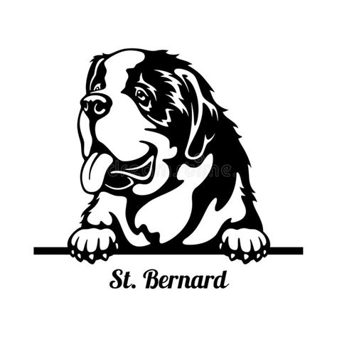 St Bernard Peeking Dog Head Isolated On White Vector Stock Royalty