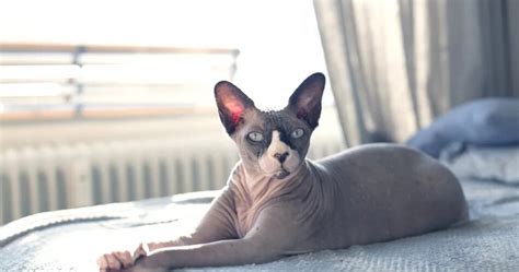 10 Best Hairless Cat Breeds For A Unique Pet Pal Stay Pawsitive