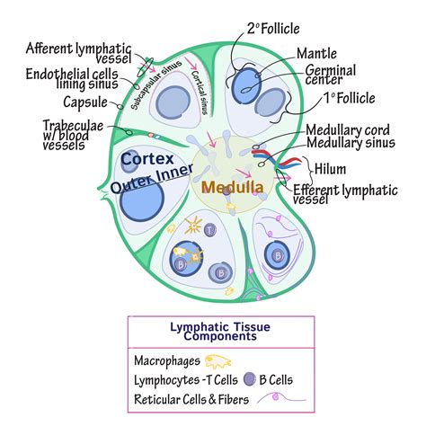 Lymph Node Diagram Labeled All In One Photos