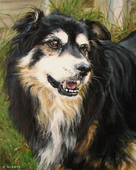 Jeanne Illenye Looking After Them Border Collie Mix Bernese