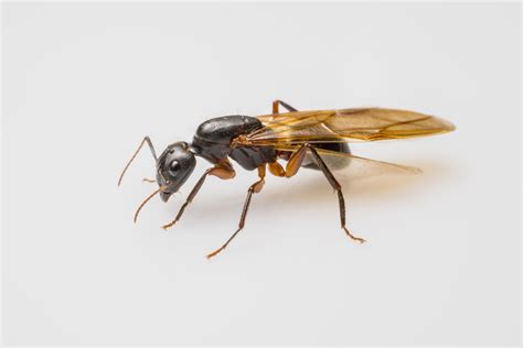 Maybe you would like to learn more about one of these? Carpenter Ant Control - How to Get Rid of Ants | Rose Pest ...
