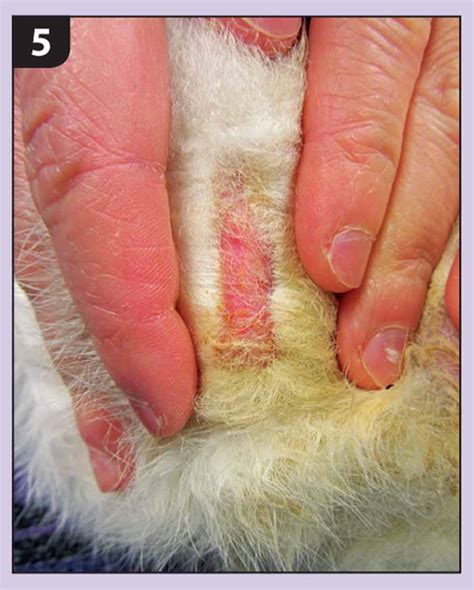 Pododermatitis In Rabbits An Under Recognised Problem Vet Times