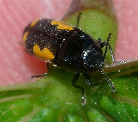 Black Beetle With Yellow Irregular Spots Ptosima Gibbicollis