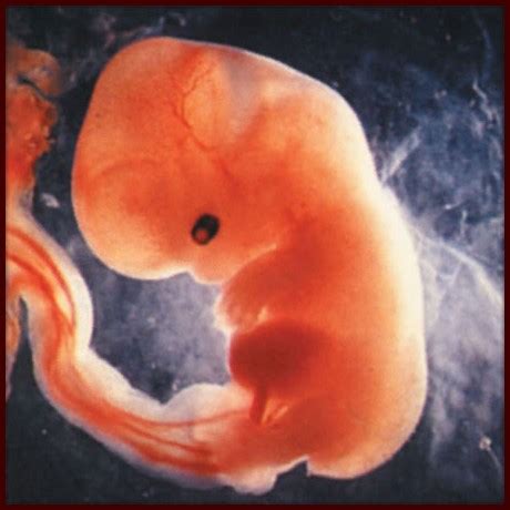 Nomer urut menunjukkan tahapan pengembangan embrio sementara hari dihitung semenjak fertilisasi. 3 Tahapan Bayi Dalam Rahim ~ Teknik Islam