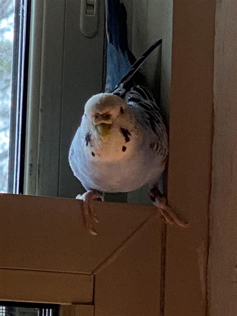 My Budgie Girl Percy Looking Like A Evil Leader I Love Her Sm Rbudgies