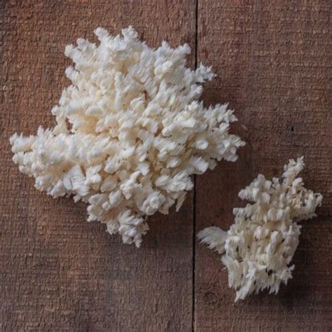 Hunting And Cooking Hericium Mushrooms
