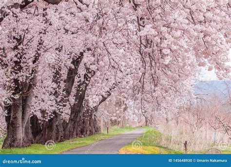 Flor De Cerezo O Sakura Hermosa En Tiempo De Primavera En Jap N Foto De Archivo Imagen De Cubo