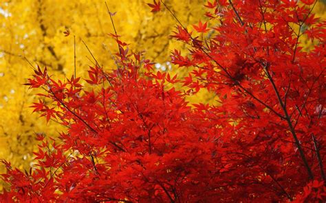 Autumn Trees Crown Leaves Yellow Red Maple Wallpapers Hd