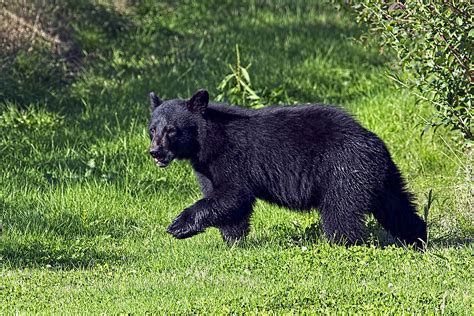American Black Bear Cub Photograph By Sharon Talson Fine Art America