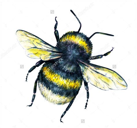 How To Draw A Realistic Bumble Bee Step By Step At Dr