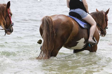 People Love Riding Horses In Tampa Bay Waters But What About All The