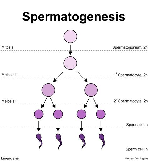 Spermatogenesis And Oogenesis Diagram