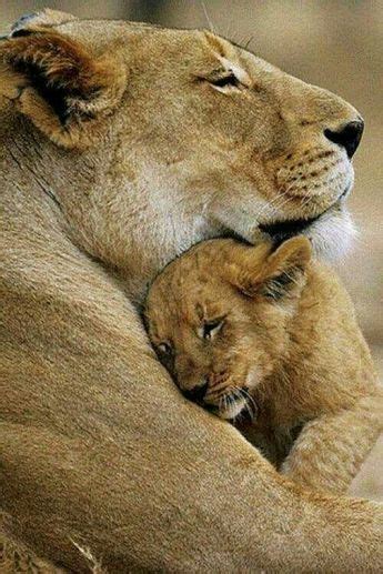 Baby Lions With Their Mothers In 2021 Lion Images Baby Lion Animals