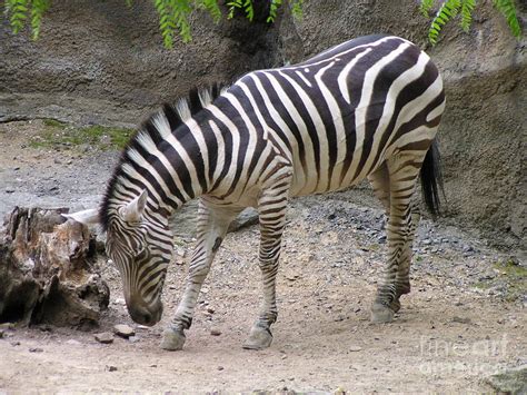 Zebra Shows Off Mane Photograph By Heather Jane
