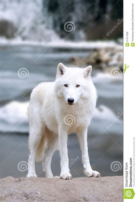 White Wolf In Forest Stock Photo Image Of Nature Black 61411926