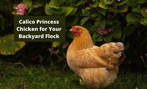 Calico Princess Chicken The Ultimate Guide Sterling Springs Chicken