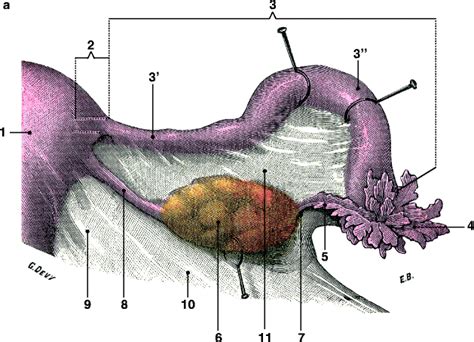 Embryology Anatomy And Histology Radiology Key
