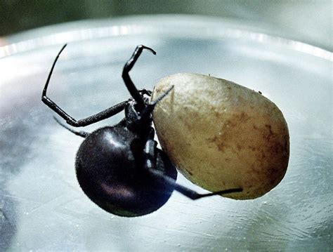 Worlds Deadliest Spiders A Toxic Myth Fox News