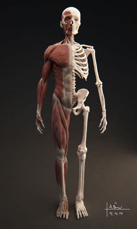 Male Muscular System 3d Model Obj Tga