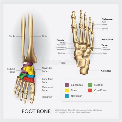 Foot Bone Anatomy Stock Vector Illustration Of Metatarsal 184767714