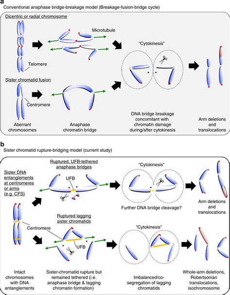 models of gross chromosomal rearrangements driven by conventional download scientific diagram