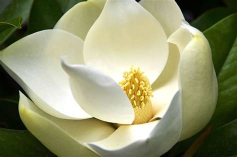 Delicate Magnolia Scent Activates Human Pheromone Receptor