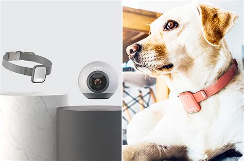Top 10 Pet Friendly Gadget Models That Use Technology To Help You Take