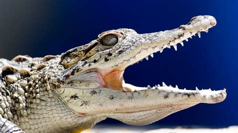 Cuban Scientists Race To Save One Of The Worlds Rarest Crocodiles